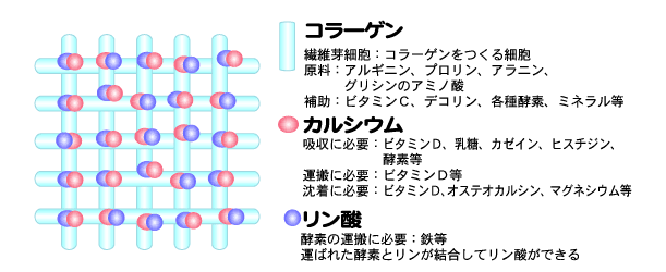 骨イメージ図